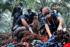 Orang Utan Ditemui Tak Sedarkan Diri Di Kalimantan, Dipercayai Akibat Terhidu Asap Kebakaran