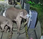 Gajah Liar Tumbangkan Pengecas EV Selepas Anak Tersangkut Kabel