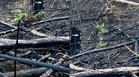 Tular Lelaki Tanam Anak Pokok Kelapa Sawit Di Kawasan Terbakar, Pemilik Video Beri Penjelasan
