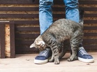 Bukan Suka Manja Semata-Mata, Ini Sebab Kucing Gemar Gesel Pada Kaki Pemilik