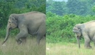 Tular Video Seekor Gajah Liar Tunjuk 'Skill' Main Bola, Aksi Atas Padang Curi Perhatian