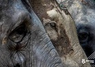 Kumpulan 40 Gajah Liar Tingkat Risiko Konflik Berulang Di Pos Gob