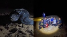 Penyu Belimbing Bertelur Lagi Di Pantai Terengganu, 70 Biji Telur Ditemui