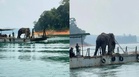 Sulong Dipindahkan Ke Taman Negara Terengganu - PERHILITAN