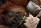 Puluhan Orangutan Diselamatkan Ketika Kebakaran Hutan Di Indonesia