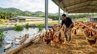 Bantuan Ternakan Unggas 2027 Dibuka, Ini Syarat & Cara Mohon