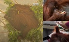 Terperangkap Dalam Kebakaran Hutan Di Kalimantan, Orang Utan Hilang Empat Ruas Jari Kaki