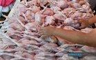 6.5 Tan Ayam Disyaki Disembelih Tidak Ikut Syarat Dirampas Di Puchong
