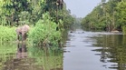 "Rare," Bukan Selalu Dapat Tengok, Aksi Gajah Lintas Sungai Kinabatangan Curi Tumpuan Ramai