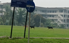 Kanak-Kanak Tujuh Tahun Cedera Diserang Enam Anjing Liar Di Lima Kedai
