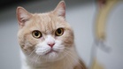 Vietnam Tumpaskan Sindiket Pencurian Kucing Yang Curi 2,700 Haiwan Peliharaan Untuk Dijadikan Makanan