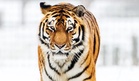Lelaki Maut Diserang Harimau Selepas Terjun Ke Kandang Zoo Di Yorkshire