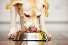 Dog food warning as popular brand recalled after pets develop eye issues