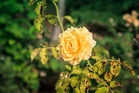 How to treat roses with black spot disease – and protect them from infection
