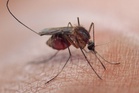 Single dose malaria drug could simplify treatment worldwide in medical breakthrough