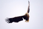 Suspicious disappearance of rare white-tailed eagle in North York Moors – what we know