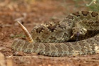 Hospital ran out of anti-venom trying to save man bitten by rattlesnake
