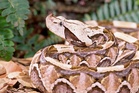 Highly venomous 5ft-long Gaboon viper on the loose in California