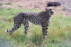 Suspected leopard attack kills four cubs in blow to India’s cheetah reintroduction project