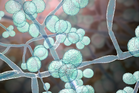 Deadly drug-resistant fungus found in 27 states, experts warn