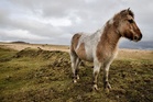 Fears for future of Dartmoor’s iconic ponies under new conservation rules