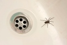 The eight best tips to get rid of spiders and flies from your home