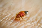 Irony as US pest protection agency battles persistent bed bug infestation
