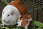 Couple living off-grid given permission to breed guinea pigs for food