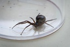 Experts warn of ‘explosion’ in population of false widow spiders