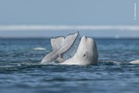 SeaWorld steps in to help rescue 30 whales from closed Canadian amusement park