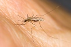 Single dose malaria drug could simplify treatment worldwide in medical breakthrough