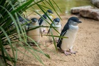 Two in five penguins could die if bird flu reaches Australian colony