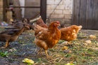 Major trial for human bird flu vaccine launches