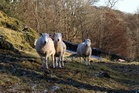 Activists found guilty of stealing King’s lambs from Sandringham