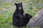 Russian hiker becomes victim of rising bear attacks in Japan