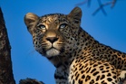 Dutch zookeeper killed by leopard after working nearly 40 years at safari park