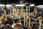 Magic mushroom therapy turns into horror after 4-story hotel fall, lawsuit claims