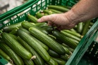 How the UK heatwave is impacting cucumbers as warning issued over other vegetables