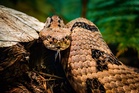 US state grappling with uptick in snake-related deaths as third person dies from bite