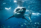 An ancient shark graveyard has been discovered in an Egyptian desert