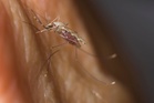Breakthrough as medics develop single dose malaria drug