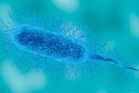Warning issued over rise in ‘flesh-eating’ bacteria infections ahead of summer
