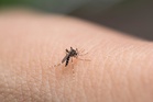 UK heatwave sparks mosquito spike warning as expert urges Brits to cover up