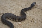 High School football player finds two-foot venomous snake burrowed in helmet during practice