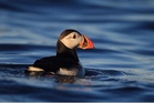 How puffin numbers surged on a remote UK island