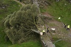 Sycamore Gap tree sapling stolen from National Trust castle
