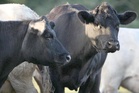 Record bluetongue outbreak sweeps UK putting livestock at risk