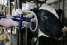 British farms hit by record bluetongue outbreak after heatwave summer