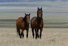 Trump admin launches $30m birth control drive for wild horses as herds struggle to survive