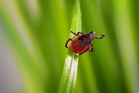 Early tick season across US sparks concern about disease risk